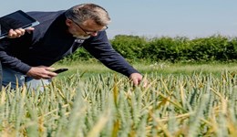 Developing guidance for wheat variety blends on UK farms (Research call)